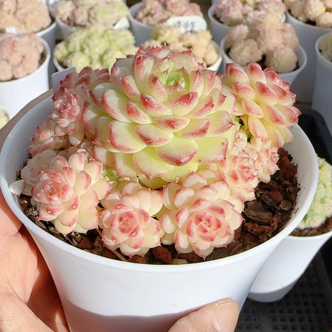 喵***）0104-114（ttp-23）优选