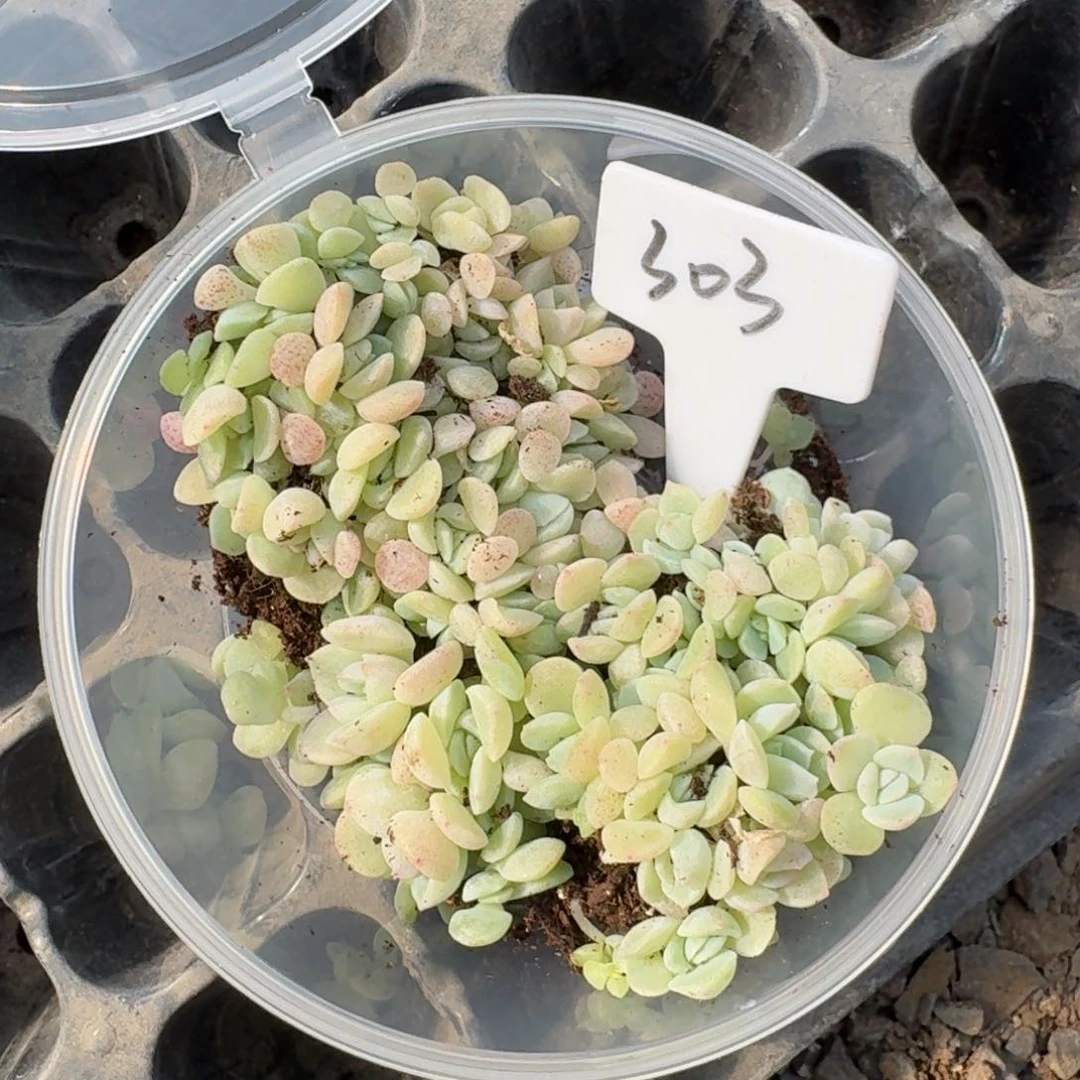 303七妹播种切糕苗