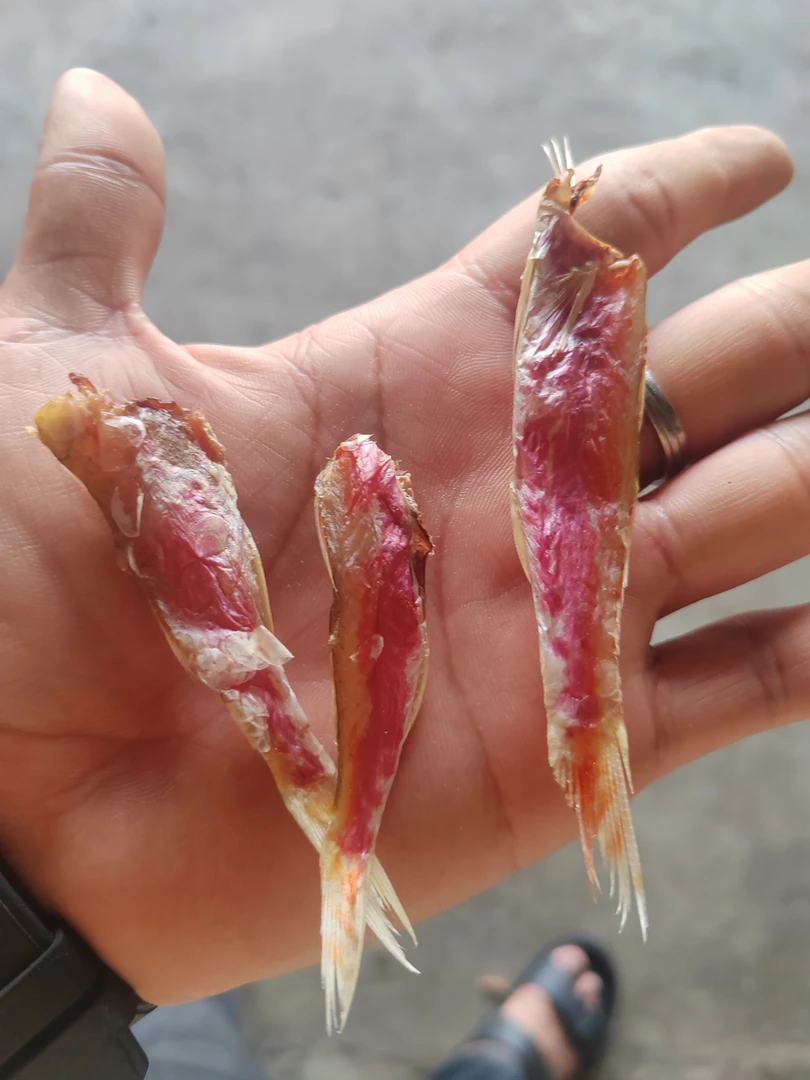 广东潮汕汕尾本港中号红鱼脯小红鱼红手指(微咸口味)油脂肥美