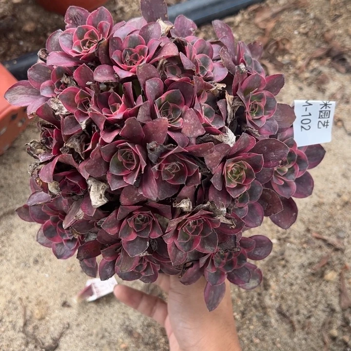 纳福绣球多肉植物102