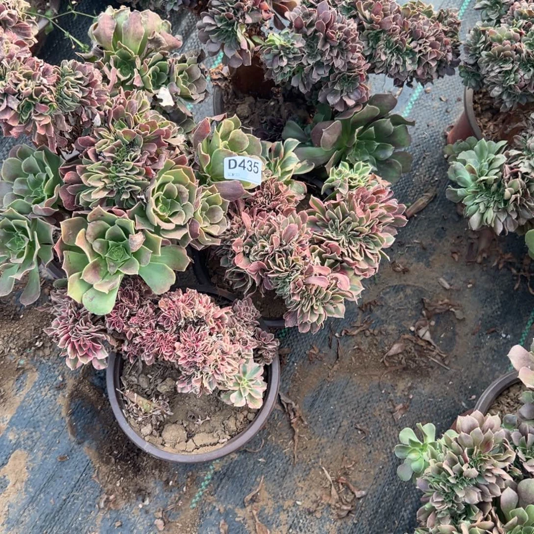 花****435四颗组合多肉植物法师