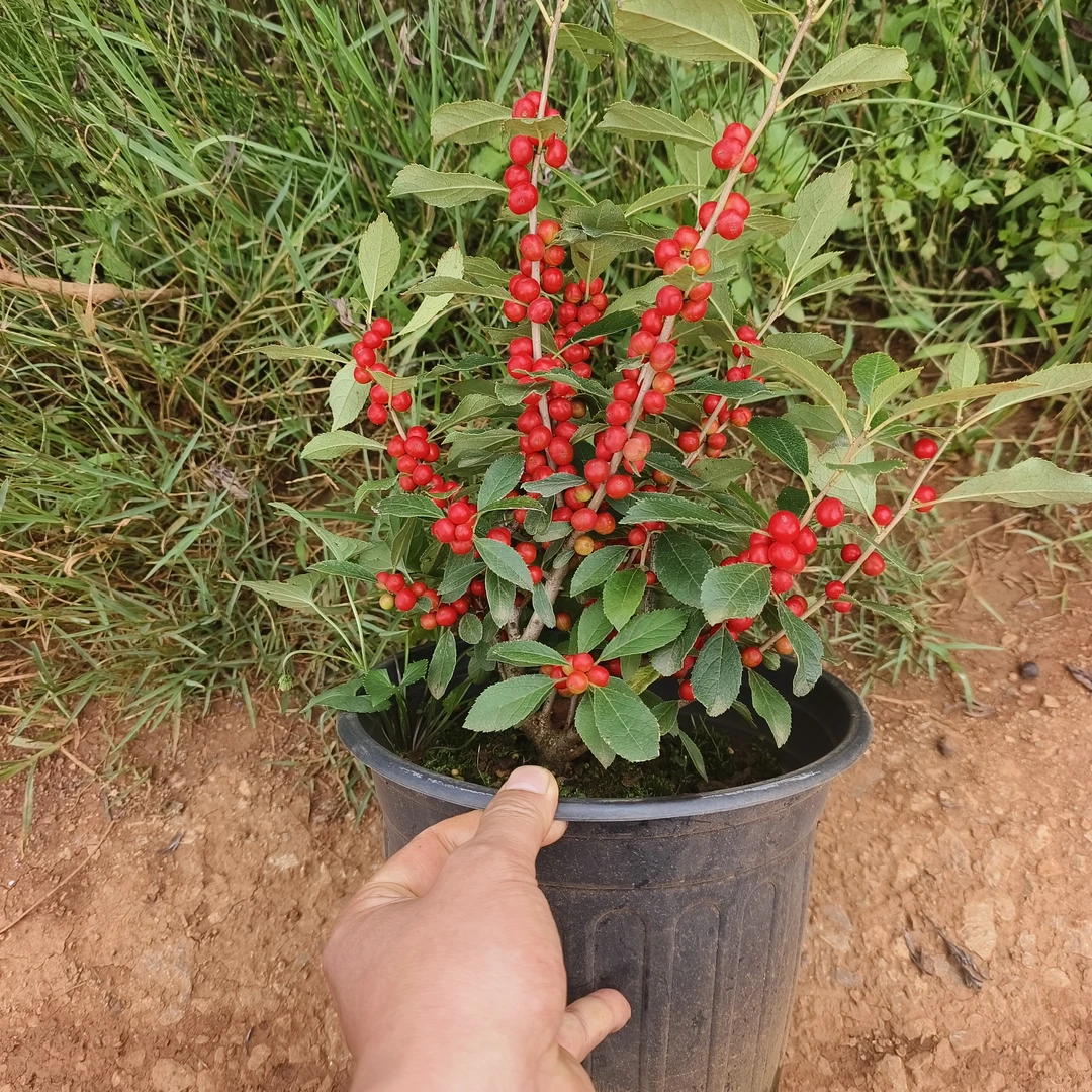 北美冬青家居庭院观赏南北方好养活