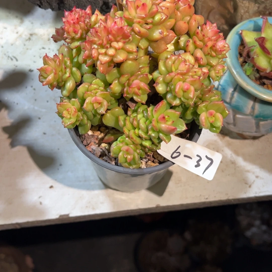 6-37苹果花小鹿园艺