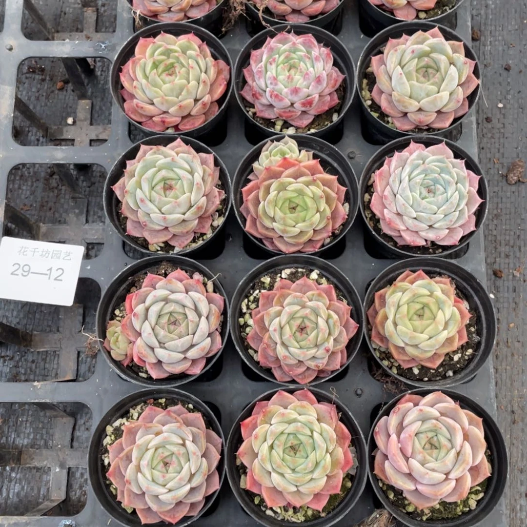 一物一拍18棵29-12