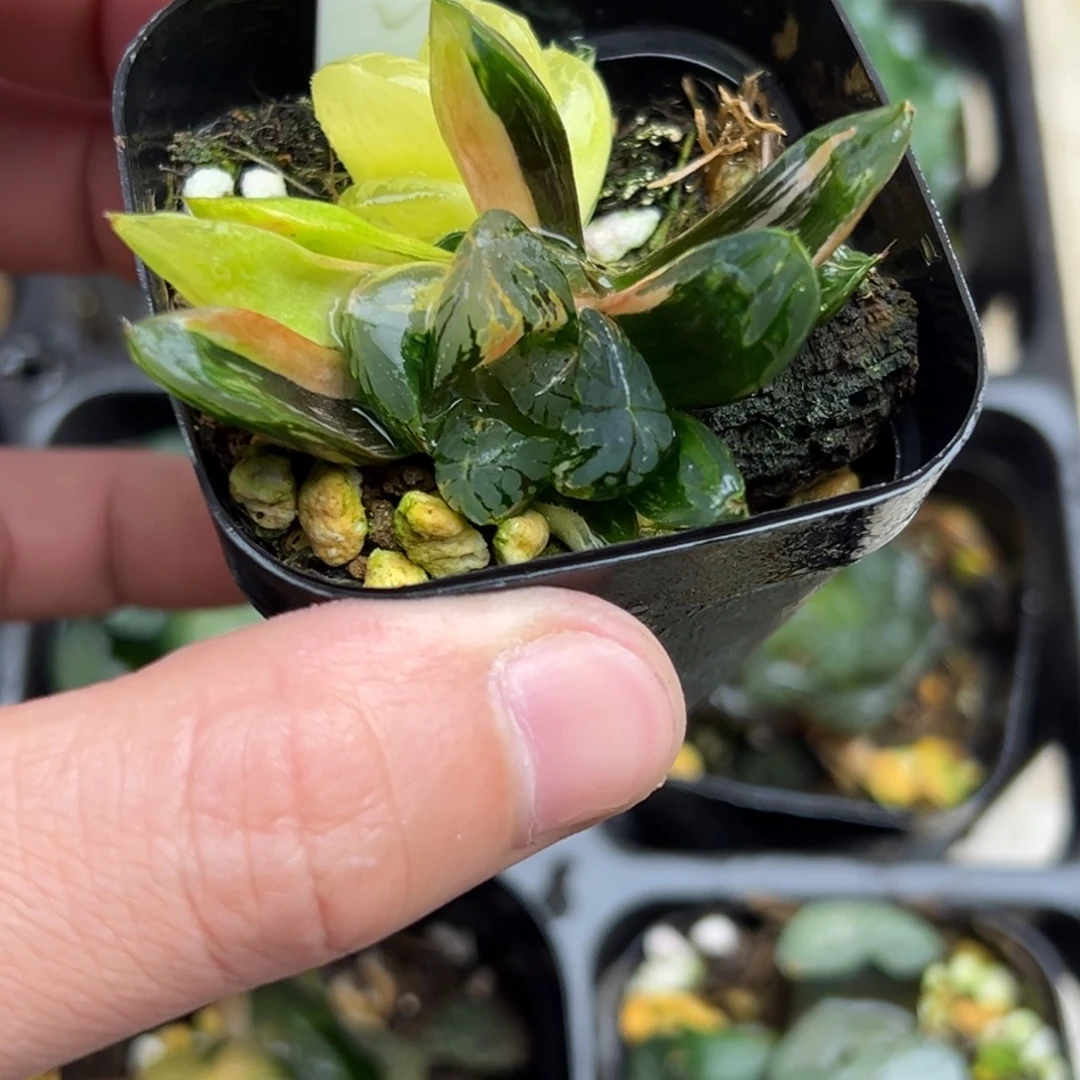 91花水晶玉露锦一物一拍