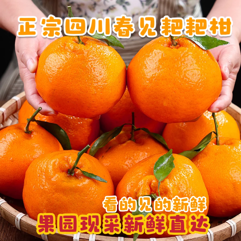 【只发精品果】正宗四川春见耙耙柑当季新鲜粑粑柑水果橘子香甜爆汁