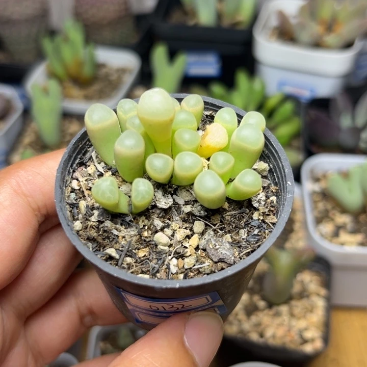 0132 五十铃玉多肉植物
