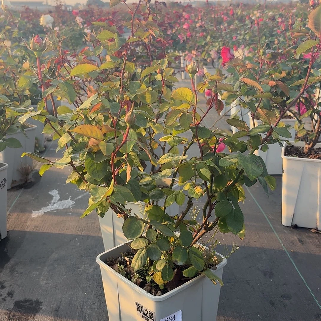 当前无花朵，栽培后可花朵534