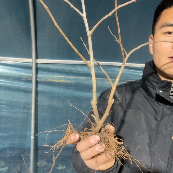 雪之辉海棠花一颗苗