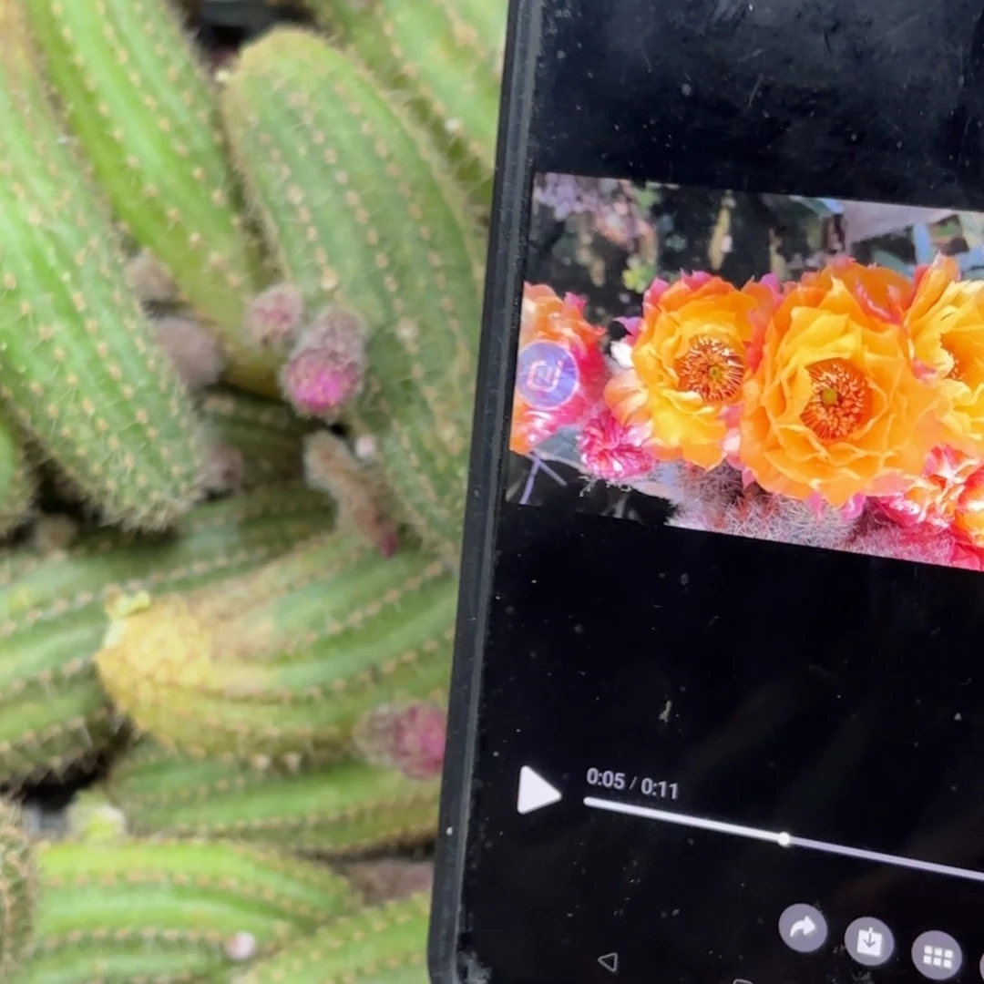 美梦白檀侧牙20包邮仙人球34