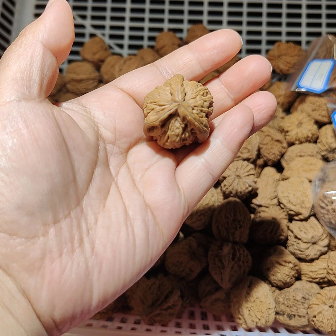 6***6一物一图南疆石狮子头