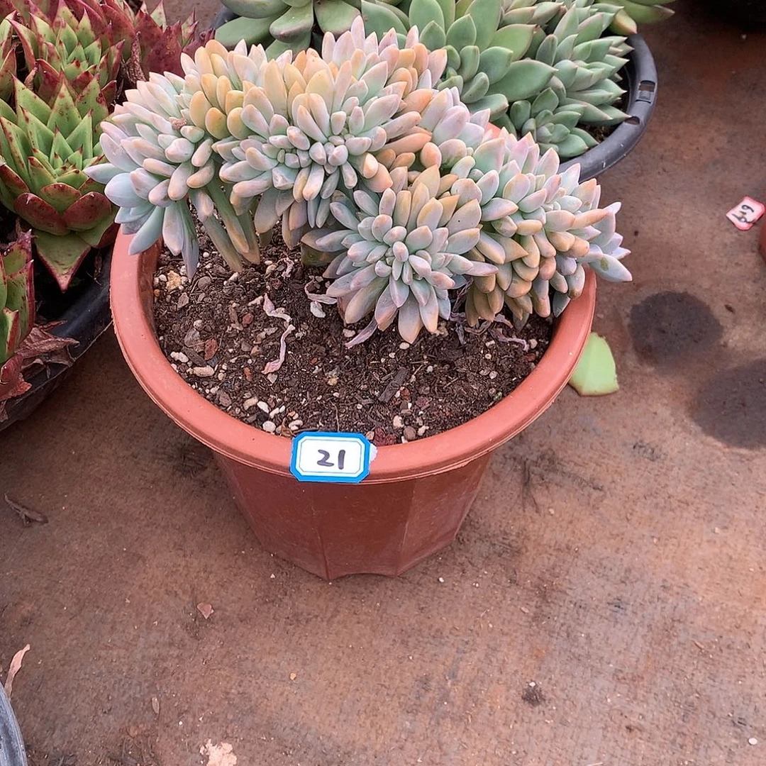 21淡雪缀 一物一拍多肉