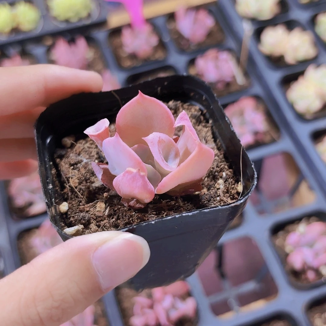 精品魔笛多肉植物