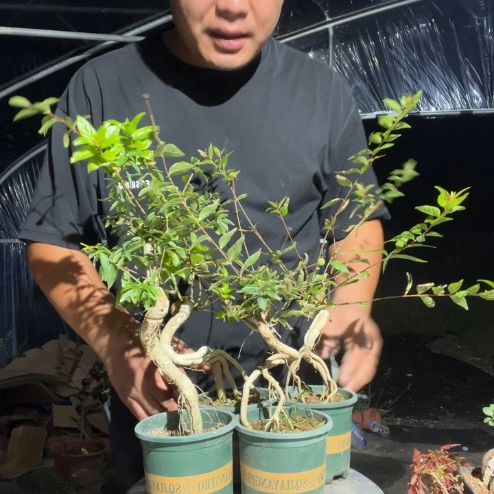 无花朵水杨梅的做法也非常