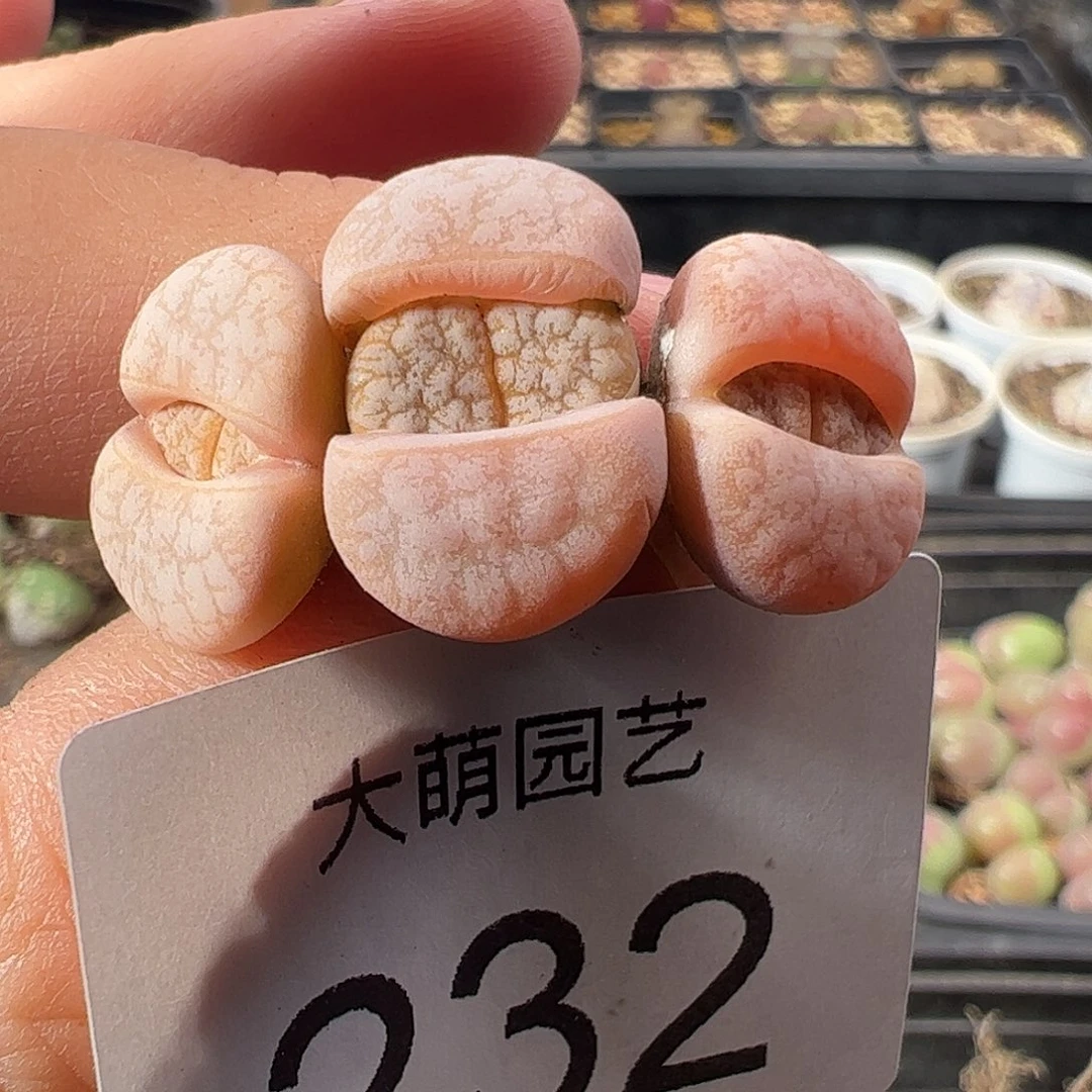 一物一拍。    232