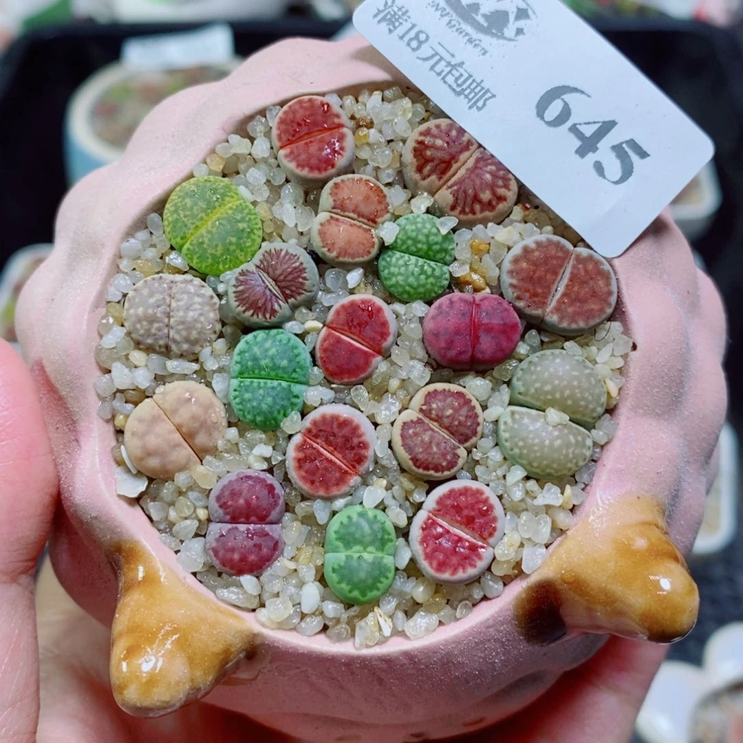 生石花花花开了645