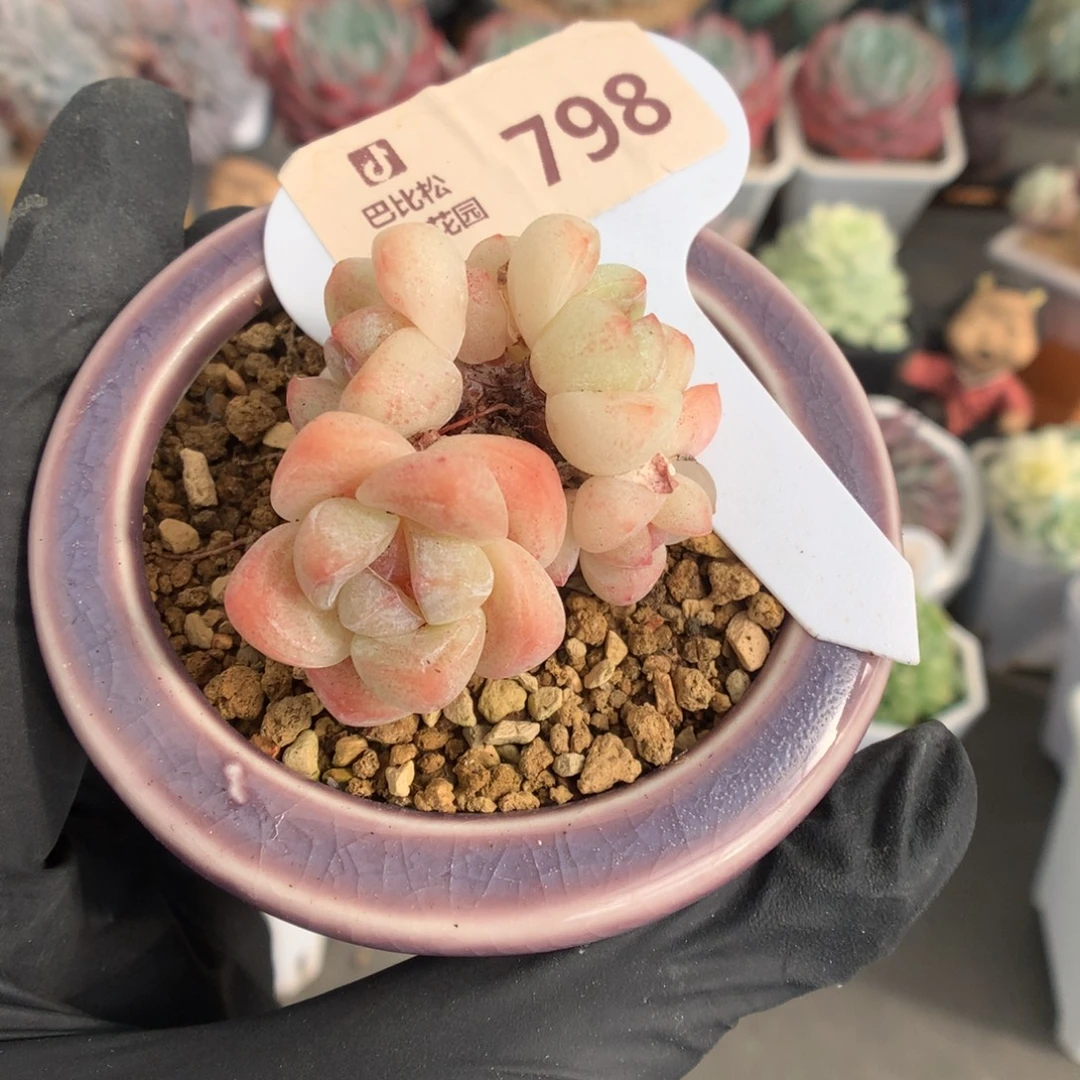 798 粉透冰玉多肉多肉