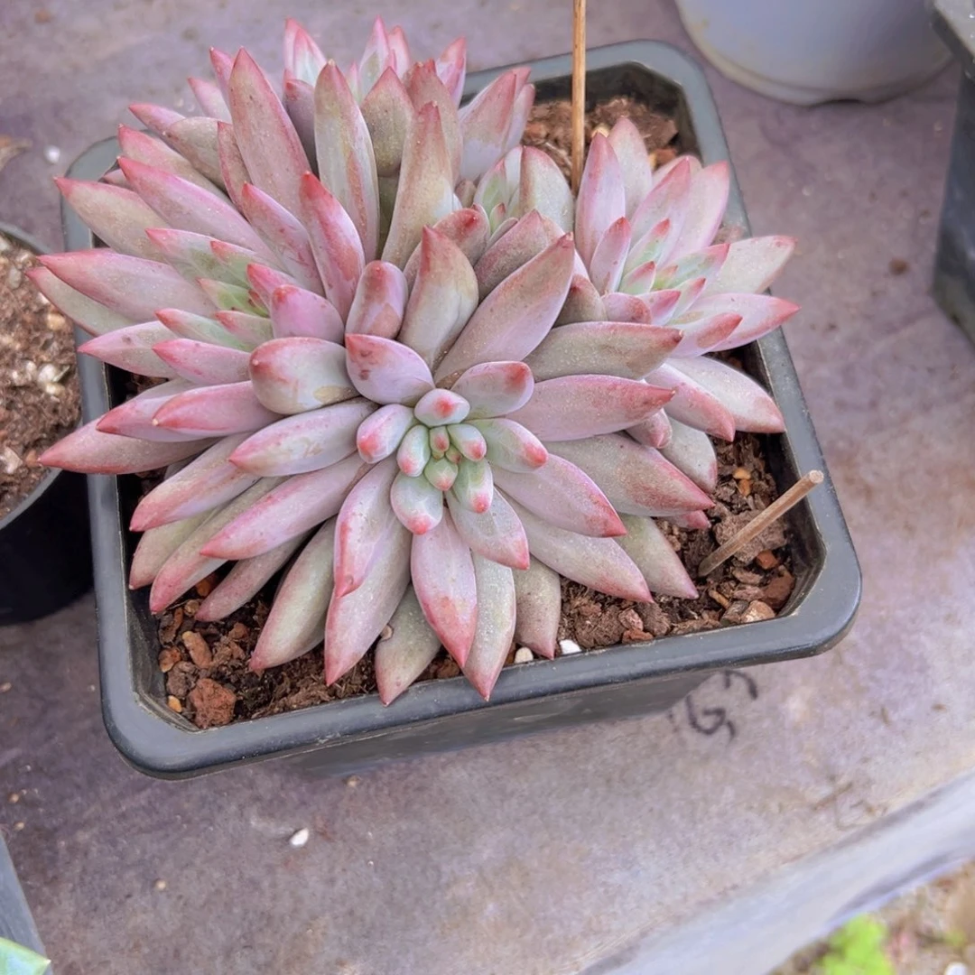 瑜*多肉植物美人系