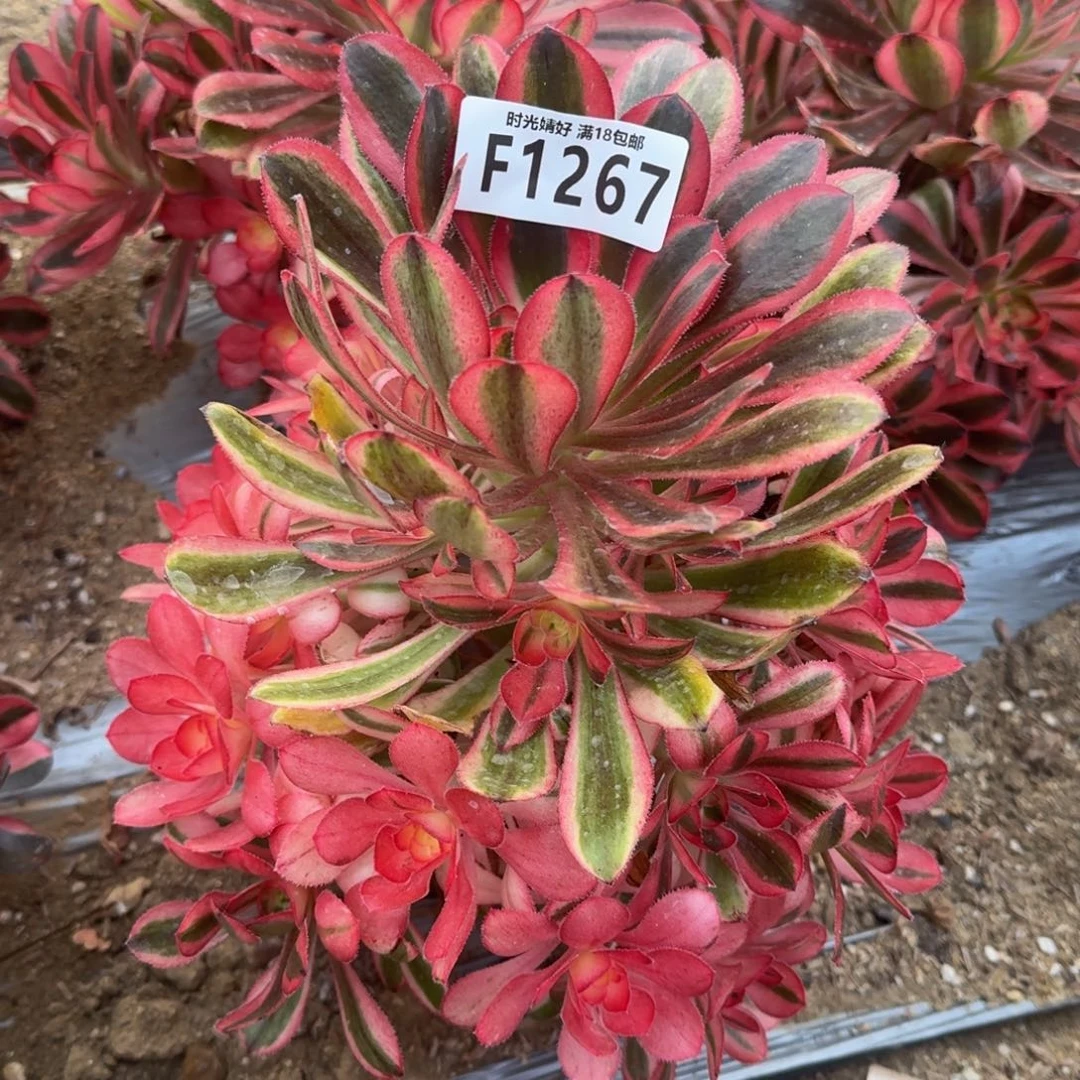 1267初恋多肉植物