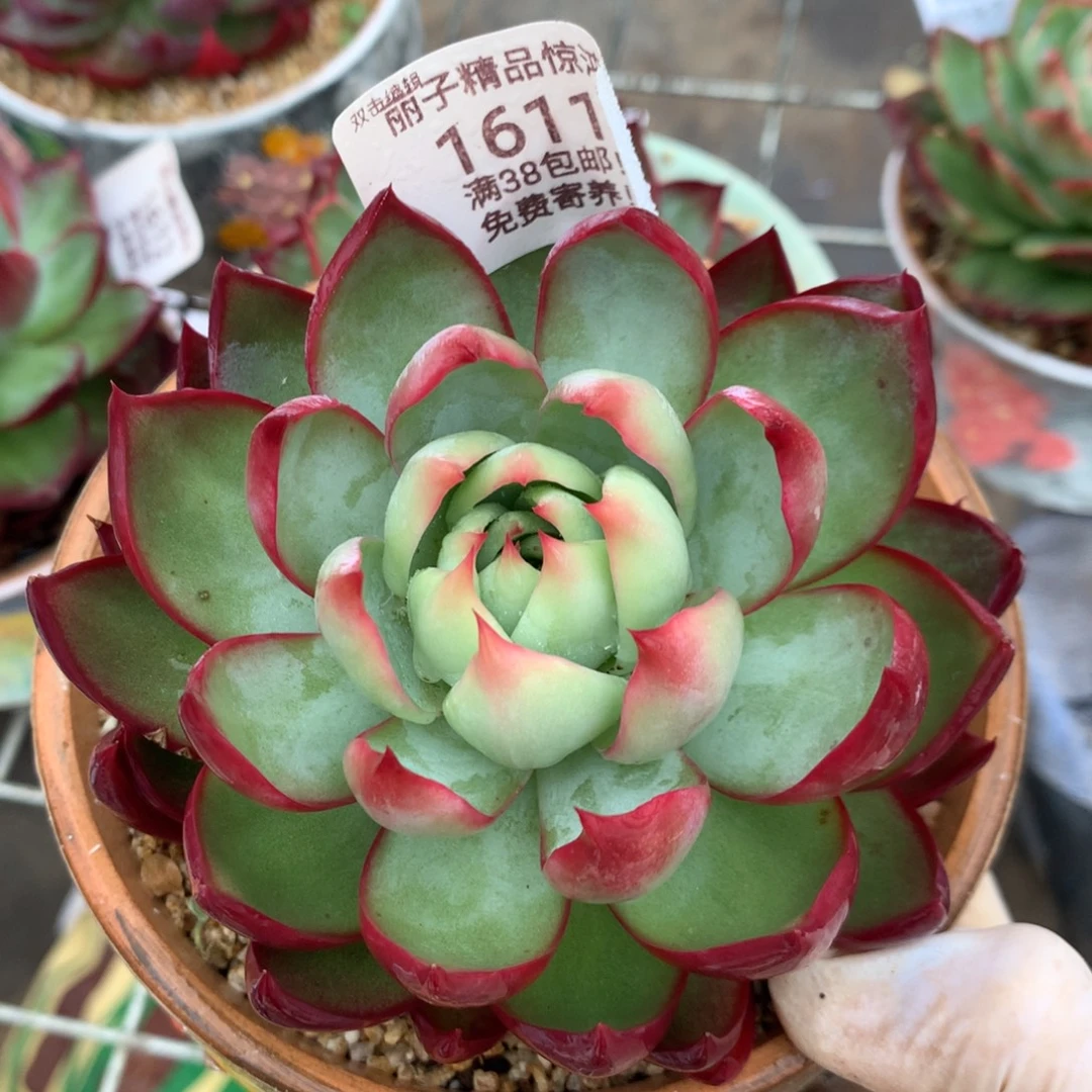 1611号多肉植物11