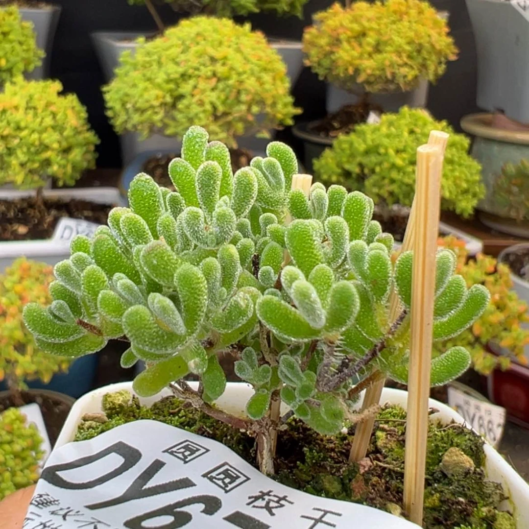 【闪购商品】dy6744实生小星星杂冠幅4.5cm