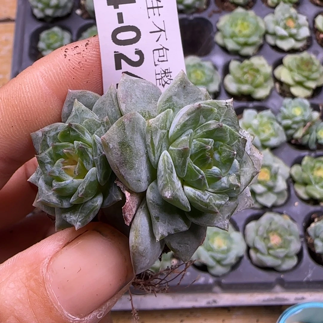 艾***团小卡拉米糖心一物一拍4-24