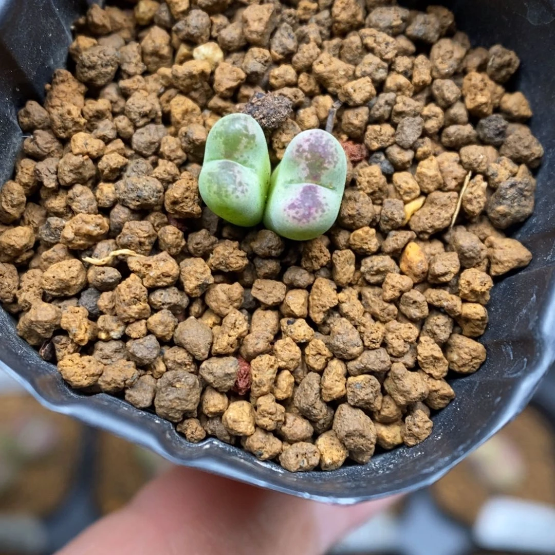 多肉植物肉锥杂交K-6677