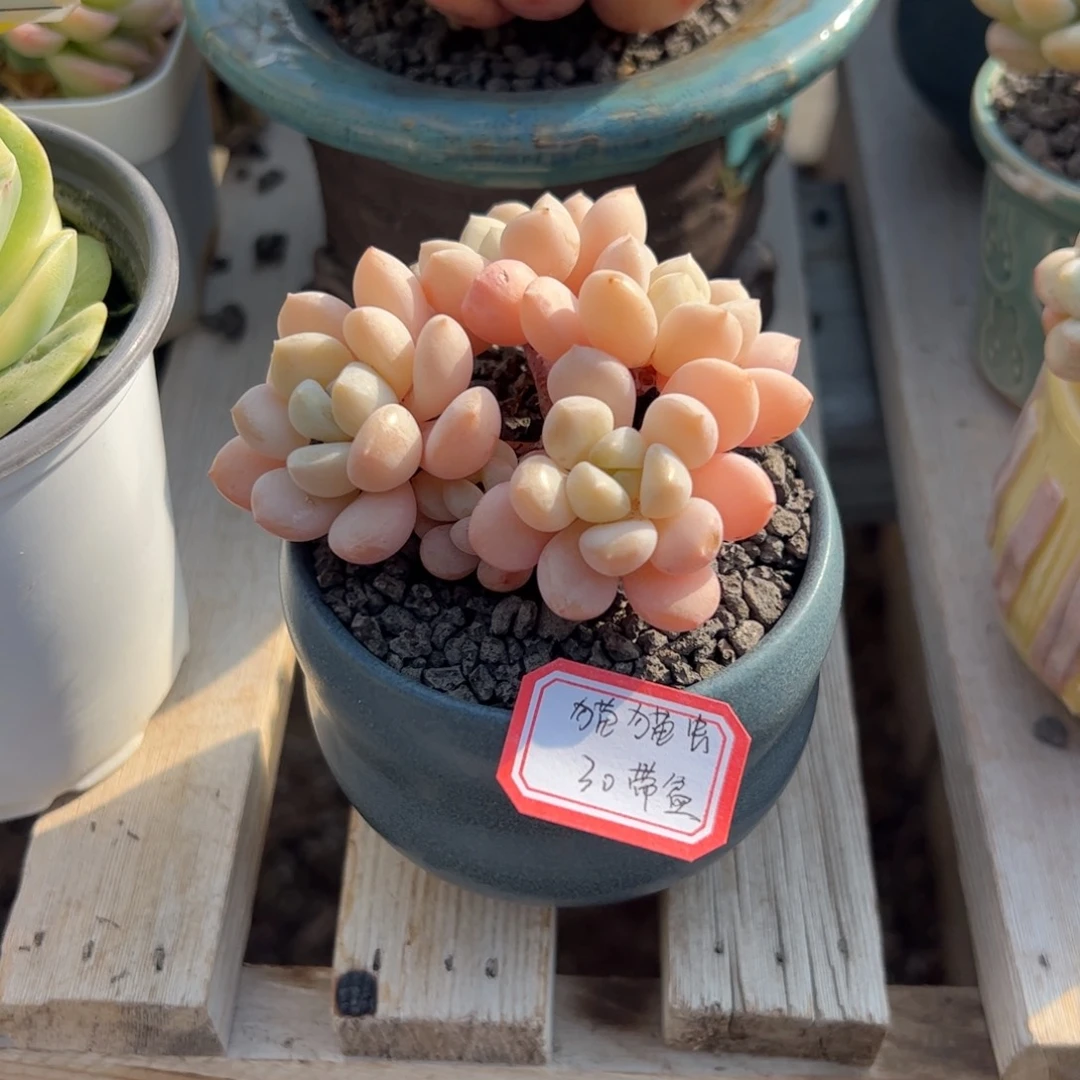 多肉植物多肉植物