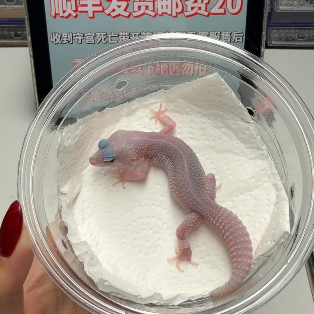 豹纹守宫午夜银河公温