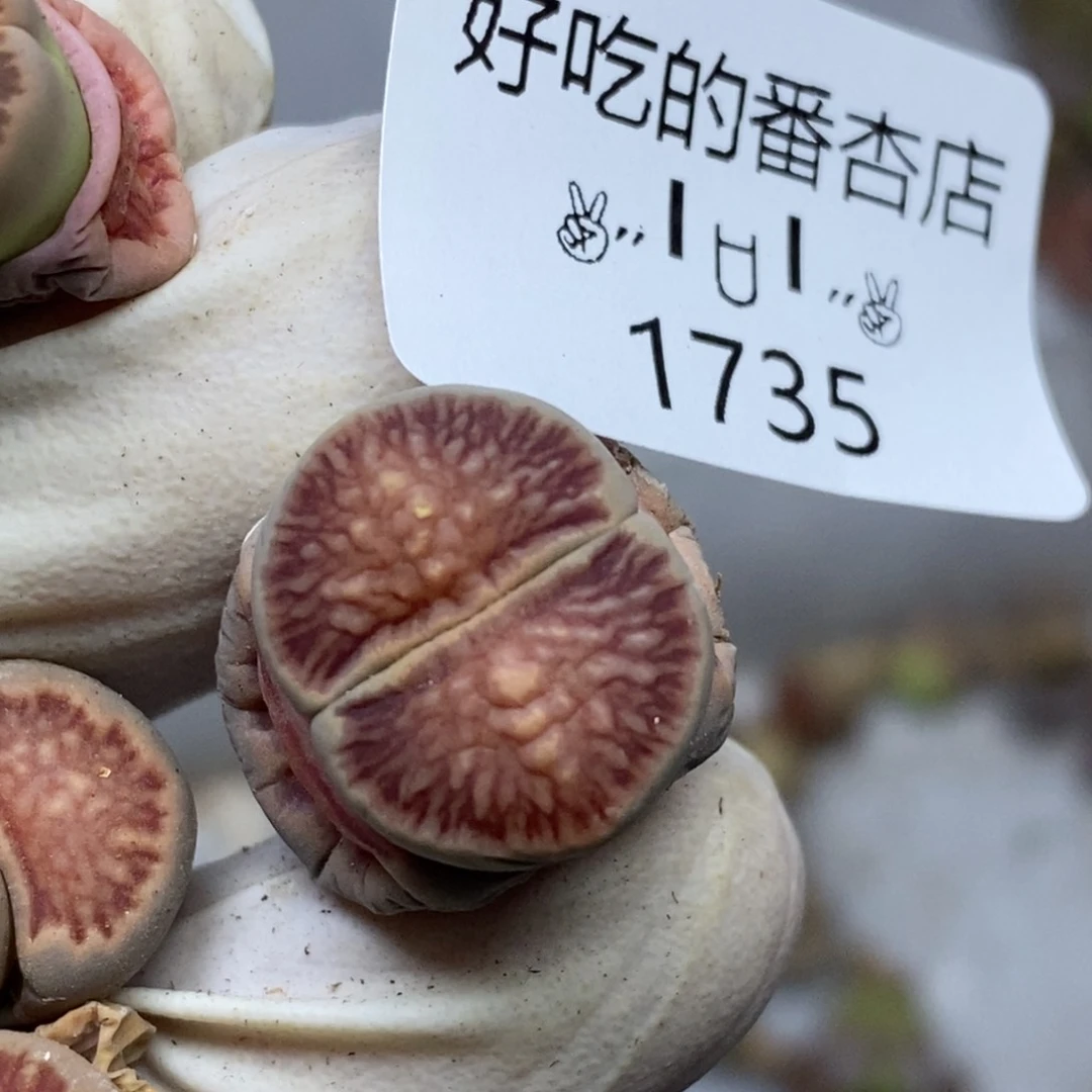 1735。零下拍保温.18包邮.当天凑哦