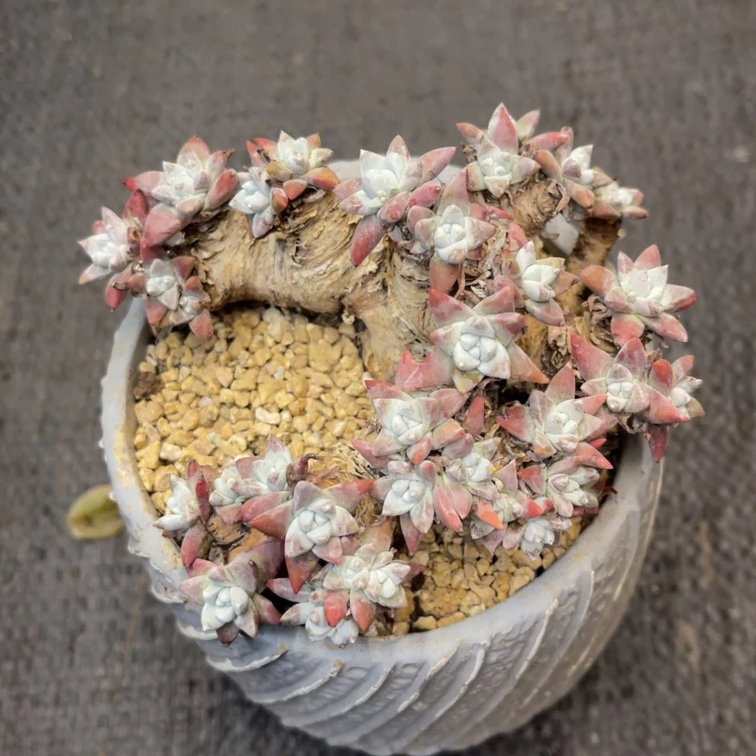 红****n8668686868866886