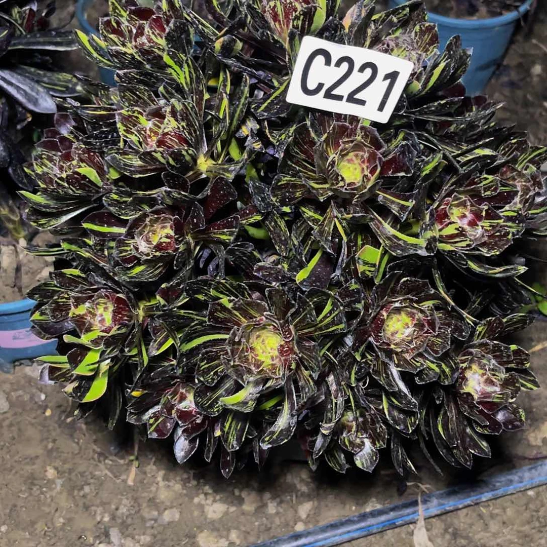 水墨丹青32/—43包邮
