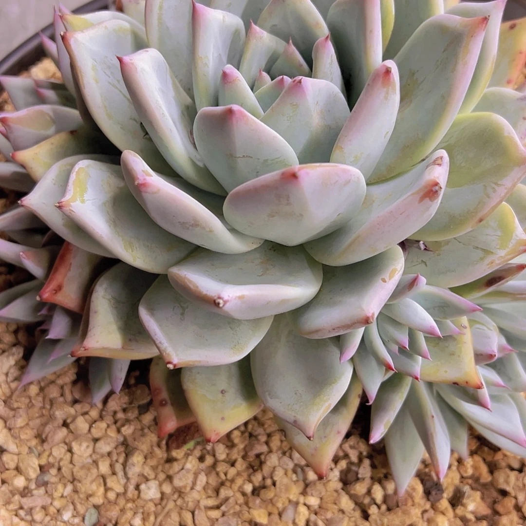 泡***卡系多肉植物寄养