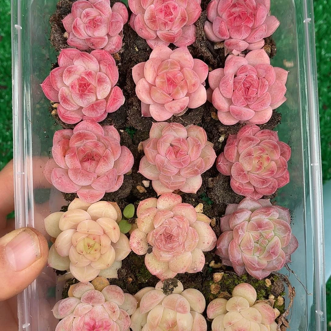 多肉一物一拍29-113