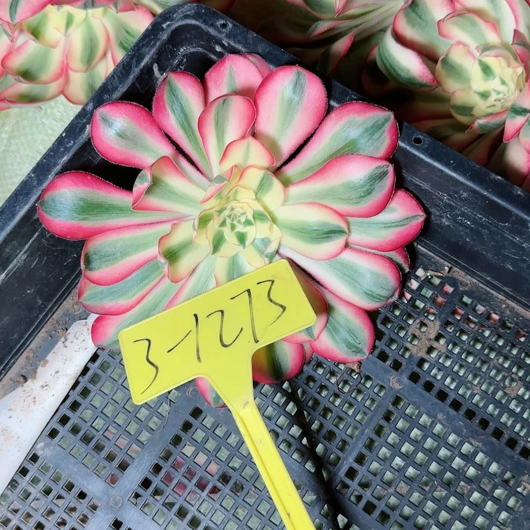 3-1273+-+爱丽丝大主