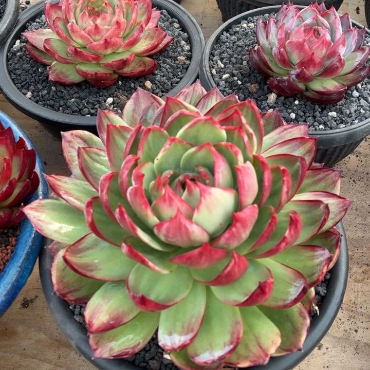 ****妹多肉植物惊鸿仙子