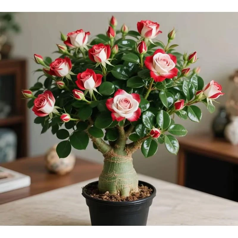 四季开花沙漠之花富贵花盆栽重瓣室内外耐寒热好养易活花卉绿植