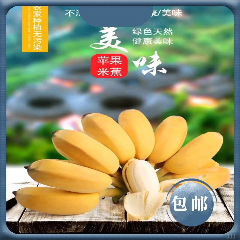 苹果蕉现货广西农家种植现摘现发当季新鲜水果超甜皮薄粉糯