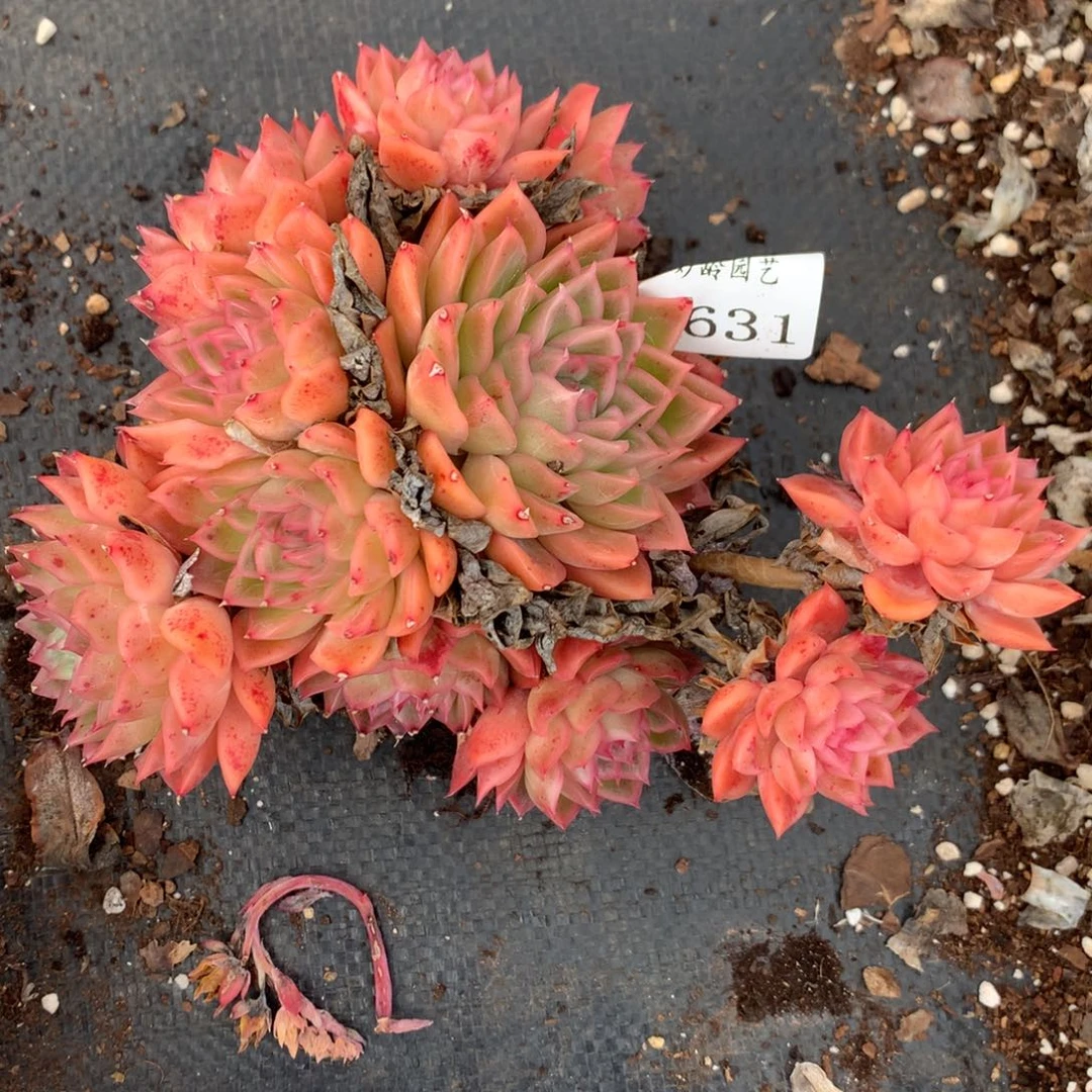 1631杂交多肉植物