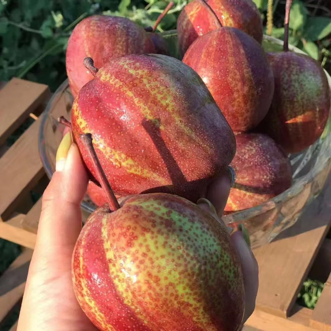 6【陕西香酥玫瑰彩虹梨】新鲜现摘当季水果脆甜多汁皮薄肉厚