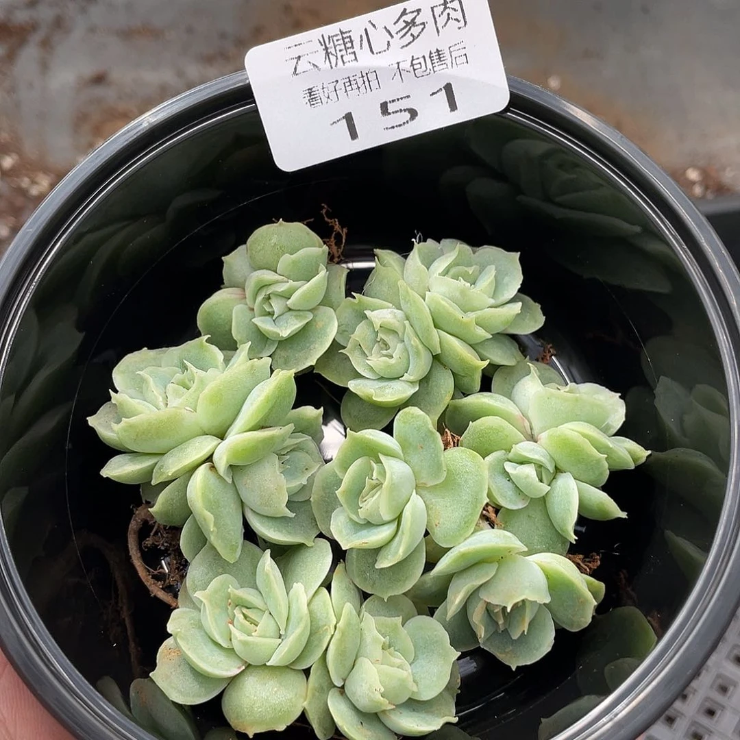云糖心多肉植物151