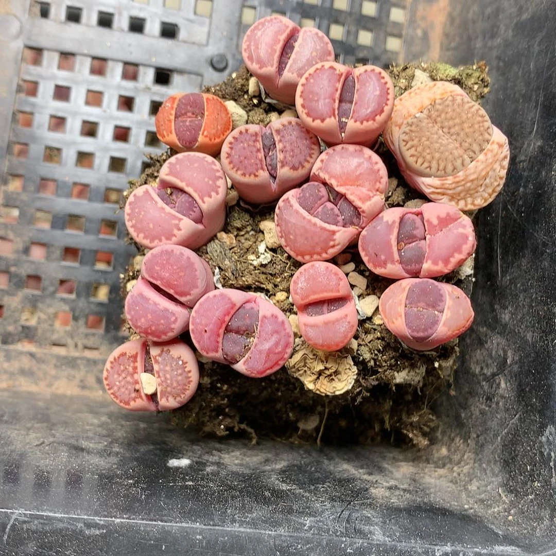 陈****?E592多肉植物保护研究所