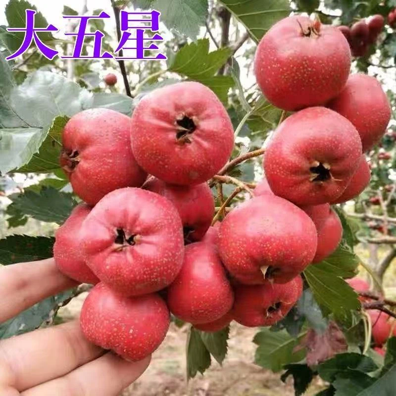 山楂树苗嫁接新品种大五星山楂苗盆栽地栽南北方庭院种植山楂树苗