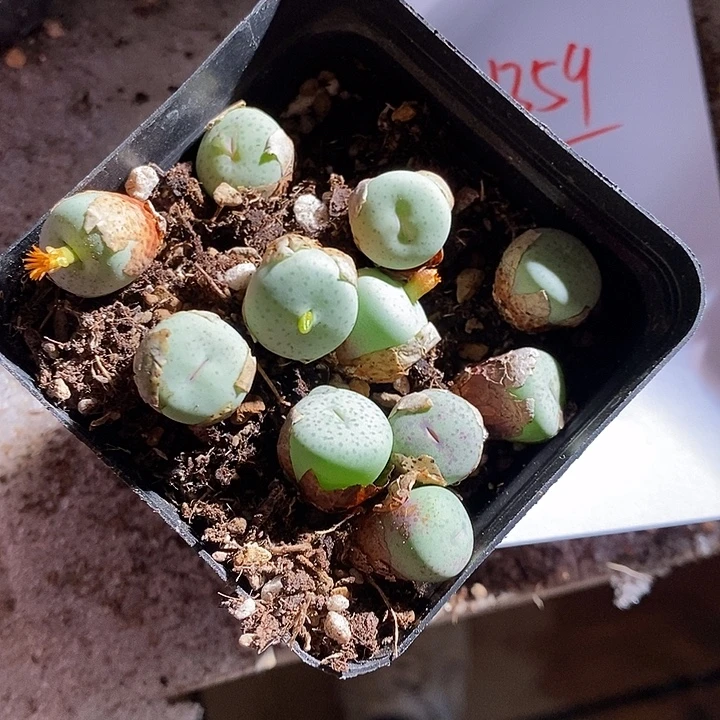 21359。  单头奶油嘴一颗。