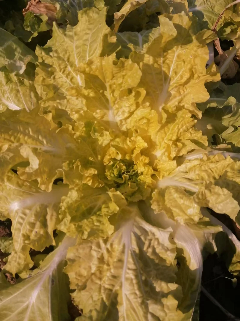 湖北随州农家自种蔬菜土货农产品现摘现发三种组合装新鲜保质保量