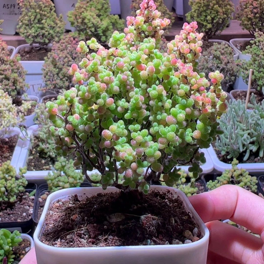 127蜜橘一物一拍带盆土发货