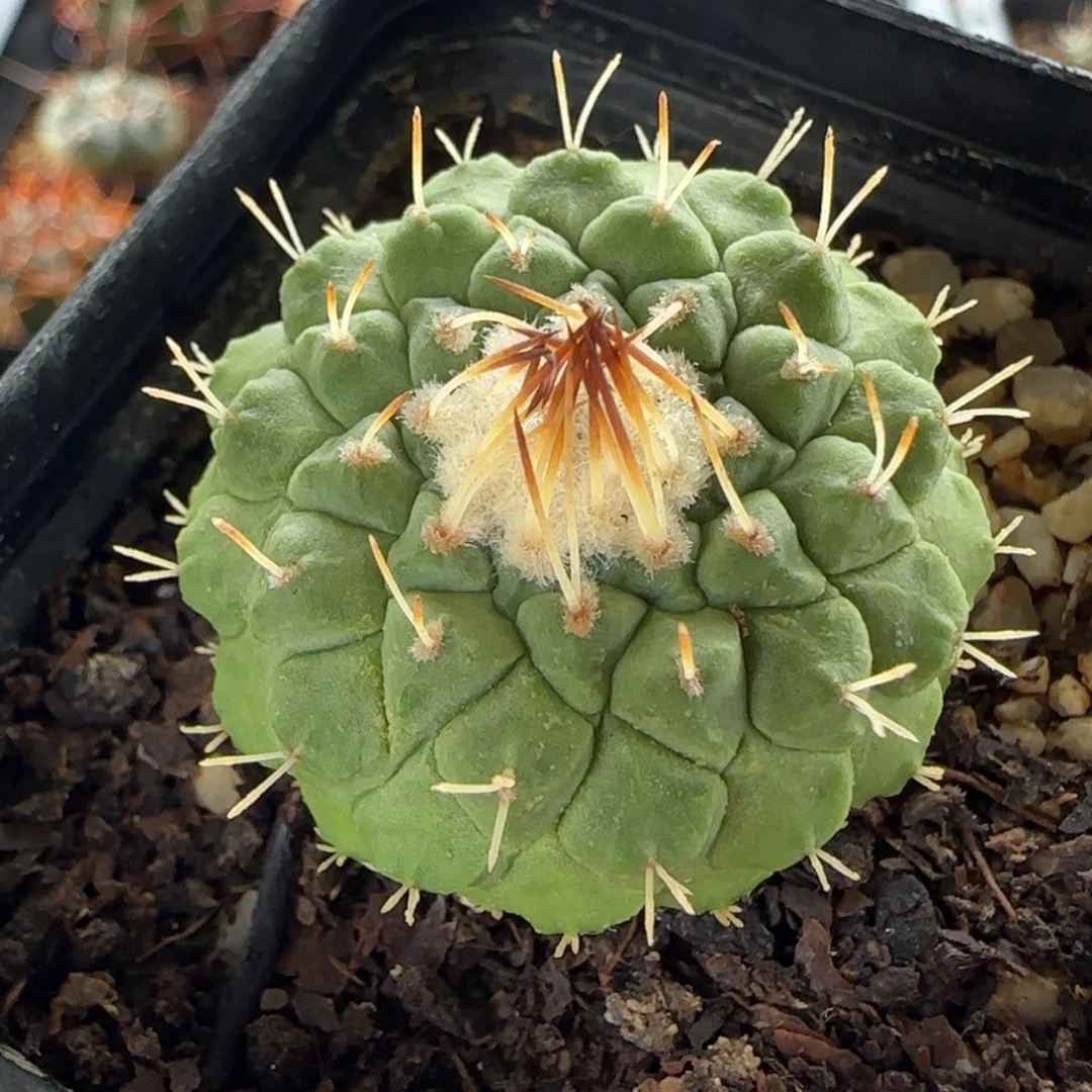 019实生3.3厘米菊水多肉