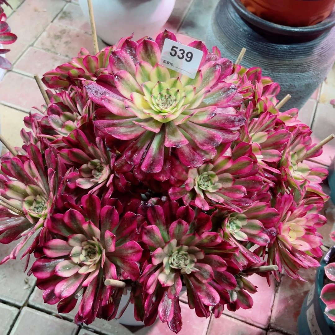 539辉煌法师多肉植物