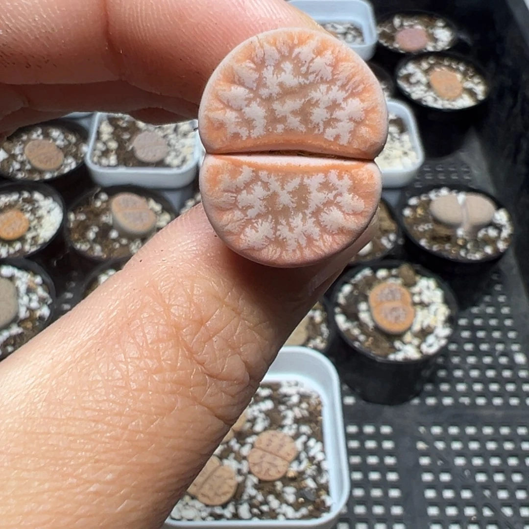 【闪购商品】518……