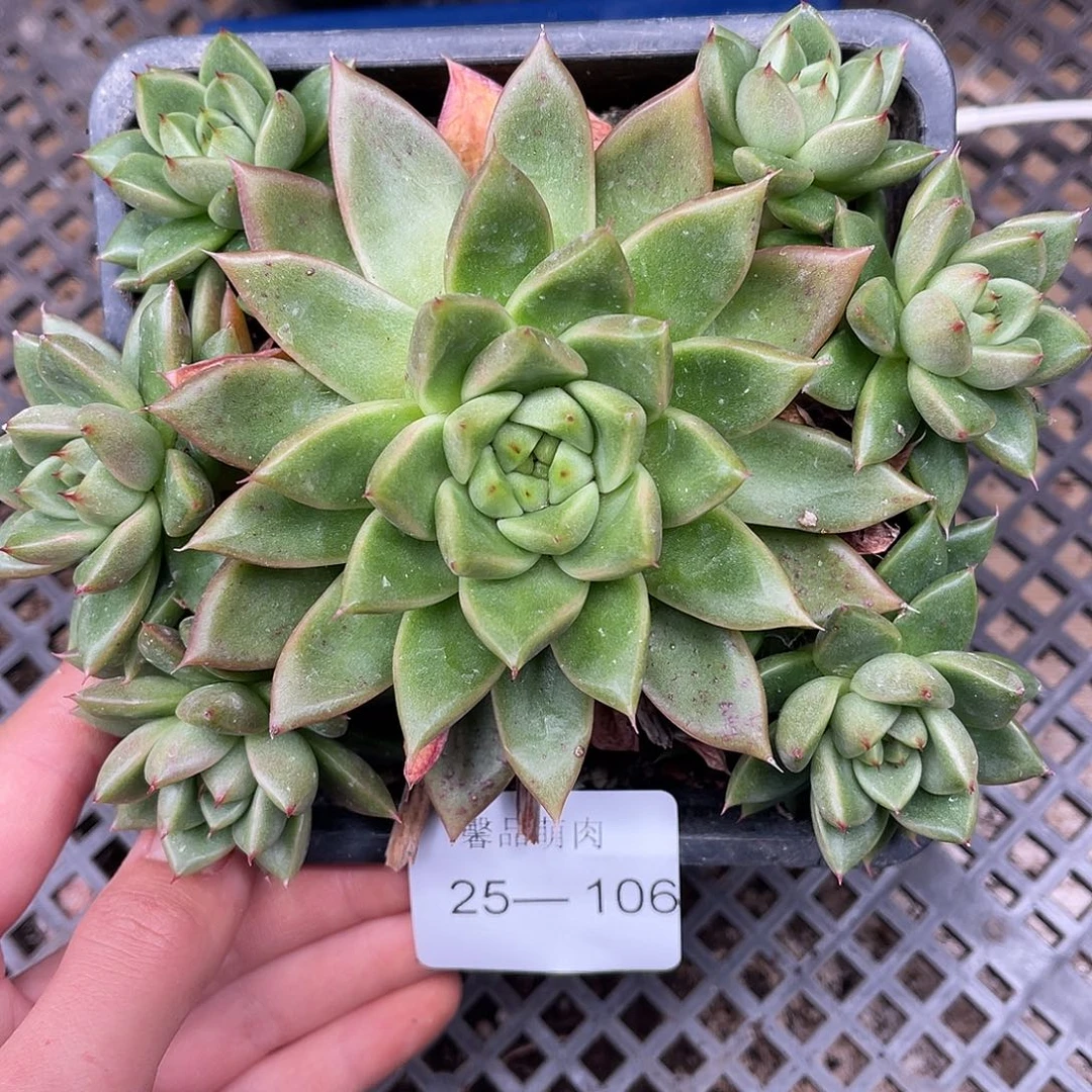 多肉一物一拍25-106